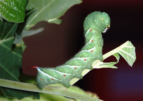 EnviroTip #1: Tomato Hornworms: Feeling The Love - The Resilient Activist