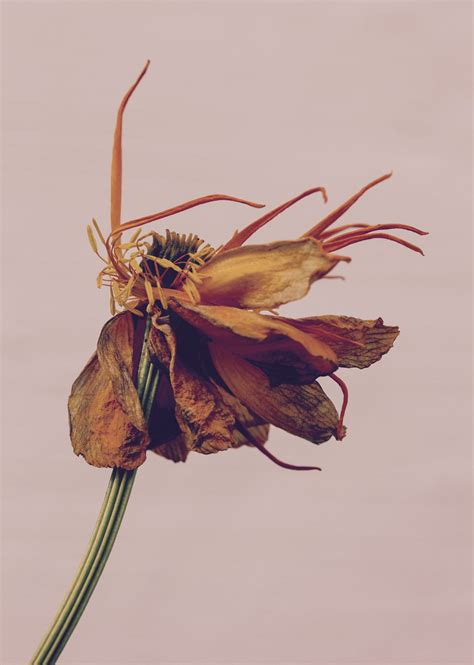 Free photo: Withered flower - Abstract, Pretty, Life - Free Download ...