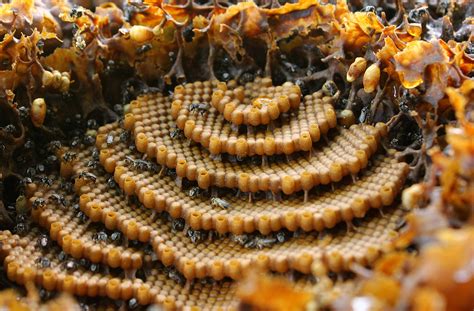 La increíble arquitectura de las abejas | ArchDaily en Español