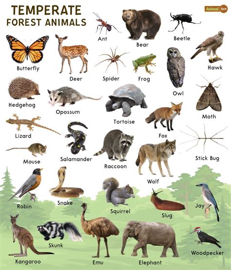 Temperate Forest Animals – Facts, List, Pictures