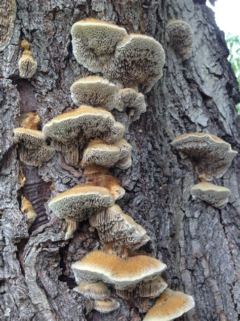 Ask Texas Tree Surgeons: Are Mushrooms on My Tree a Bad Sign?