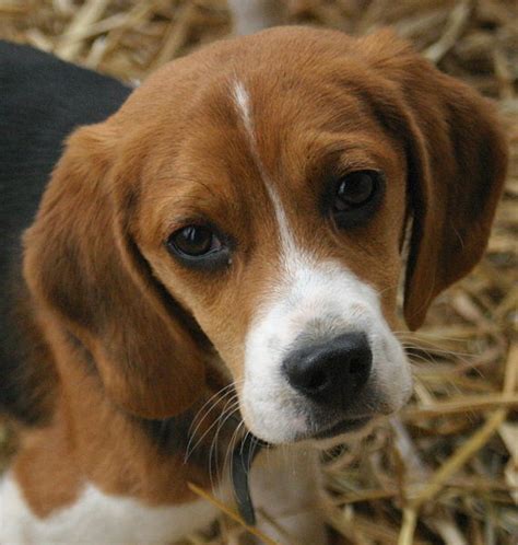 dogbreedcatalog: Beagle Puppies Picture