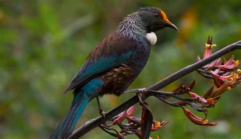 Tui at Zealandia, Wellington New Zealand Night Tour Through Zealandia ...