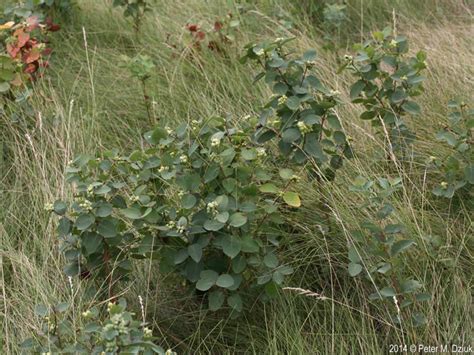 Symphoricarpos occidentalis (Wolfberry): Minnesota Wildflowers