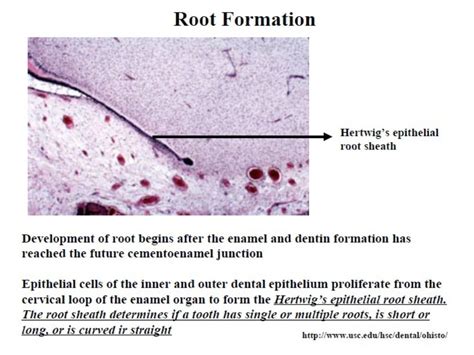 Histology of Enamel