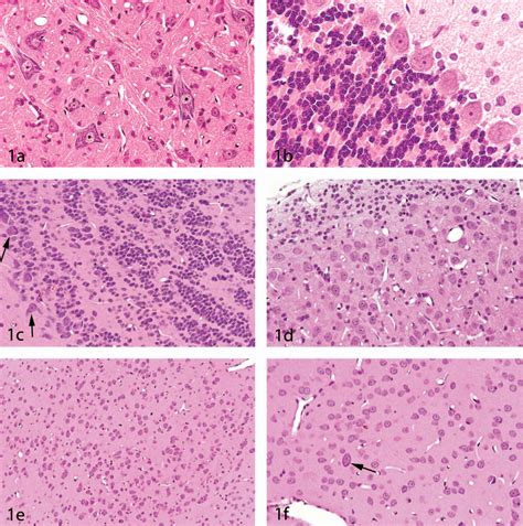 [PDF] Histology of the Central Nervous System | Semantic Scholar