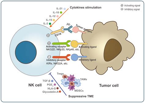 Cell-Membrane Immunotherapy Based On Natural Killer Cell, 58% OFF