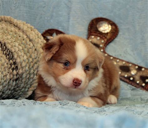 Lasso is a fancy red merle Mini aussie | Australian shepherd ...