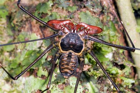 Tailless whip scorpion - Stock Image - C001/1113 - Science Photo Library