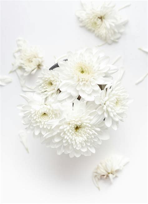 500+ White Flowers Pictures | Download Free Images on Unsplash