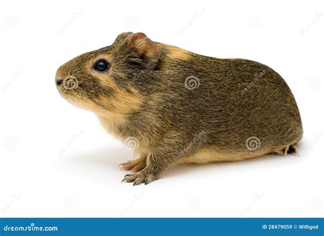 Cavy, Guinea pig stock image. Image of juvenile, companion - 28479059