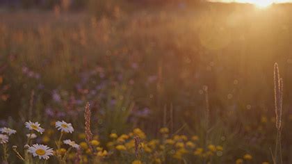 Summer Wildflowers Collection – Motion Worship – Video Loops ...