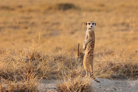 Meerkat Lookout Standing Up • Meerkat Pictures License & Prints