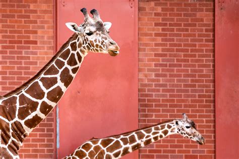 When The Denver Zoo Reopens, Remember To Stay A ‘Llama Length’ Away ...