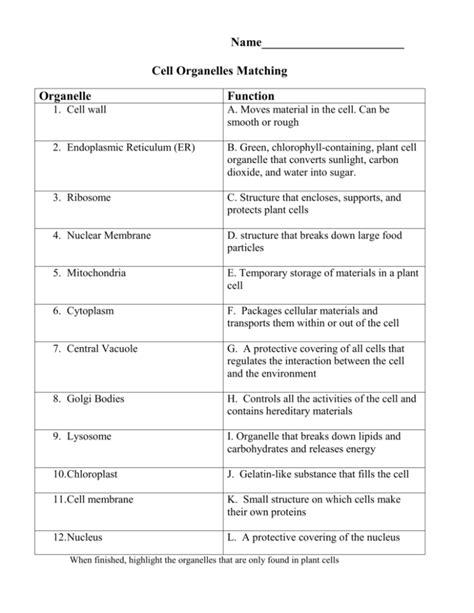 Organelle Functions In A Cell - bmp-review