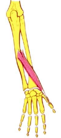 Musculo extensor largo del pulgar