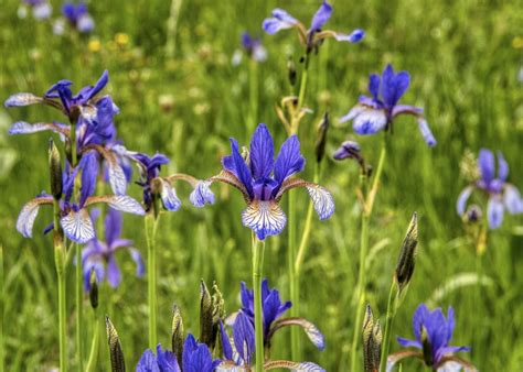 Siberian Iris Care: How to Grow the Siberian Iris Flower