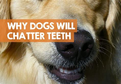 Why is My Dog Chattering His Teeth? (4 Reasons I Found)