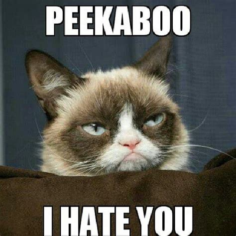 I hate you Funny Animal Quotes, Animal Jokes, Funny Animal Pictures ...