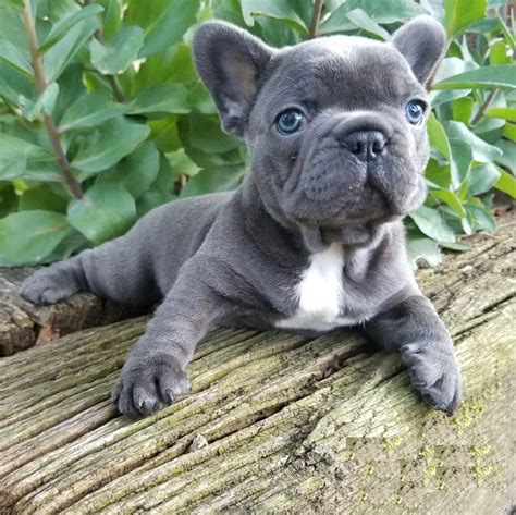 Teacup French Bulldog Puppies in 2023 Don t miss out | bulldogs