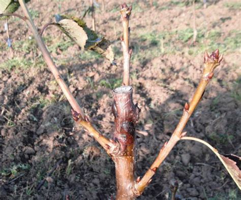 Bacterial canker requires an integrated approach - Good Fruit Grower