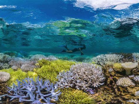 Coral Bleaching Effects