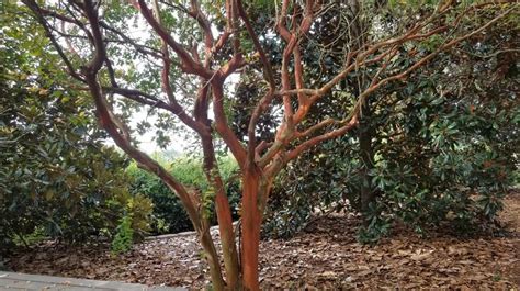 How to Prune Crape Myrtles | Mississippi State University Extension Service