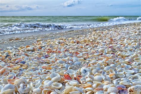 The Seashells of Sanibel | Conchas, Vida marina y El mar