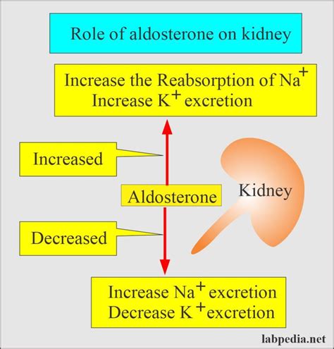 Aldosterone and Renin-Angiotensin System - Labpedia.net