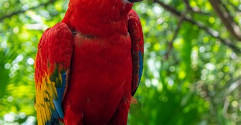 Macaw on Stone in Rainforest · Free Stock Photo