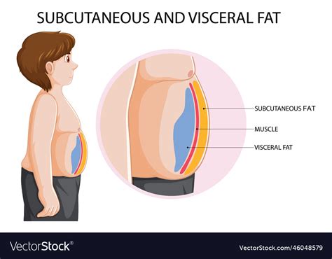 Subcutaneous and visceral fat diagram Royalty Free Vector