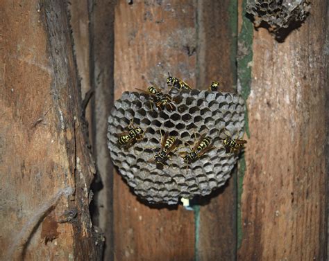 Identifying Hives and Nests for Bee and Wasp Removal | The Bee Man