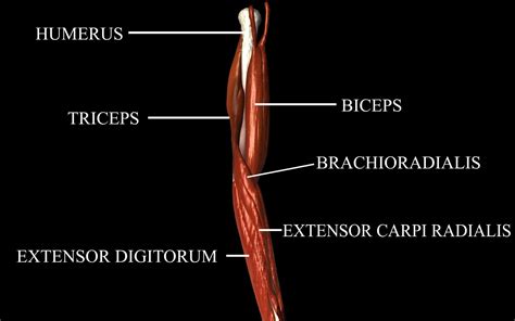 3d medically accurate elbow joint model