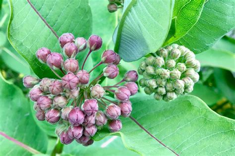 Wild edible: Common Milkweed – Seashore to Forest Floor