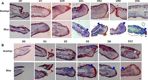 Figure 2 from Ear wound regeneration in the African spiny mouse Acomys ...