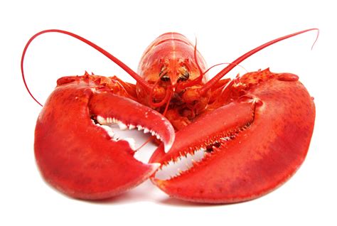 Lobster PNG Images Transparent Free Download