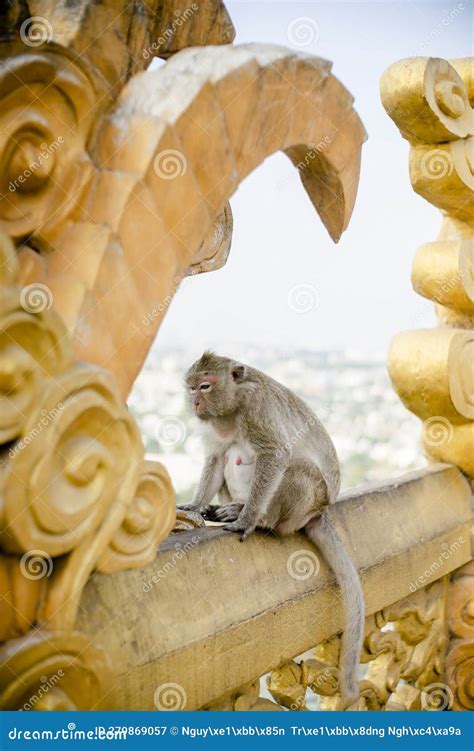 Monkey on Top of the Hill with Churches Stock Image - Image of massive ...