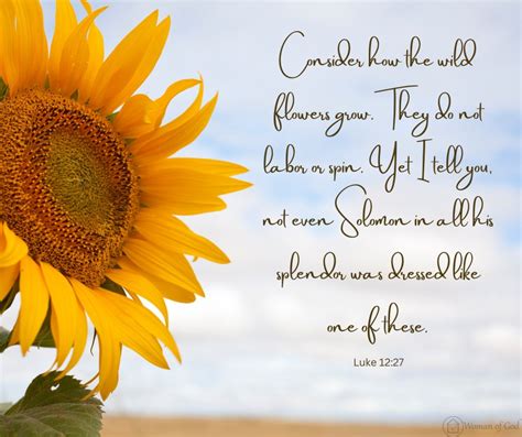 Bible Verses With Sunflowers - Images With Bible Verses