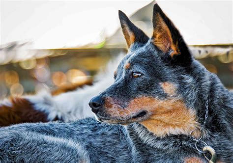 15 Blue Dog Breeds for Lovers of this Unique Color