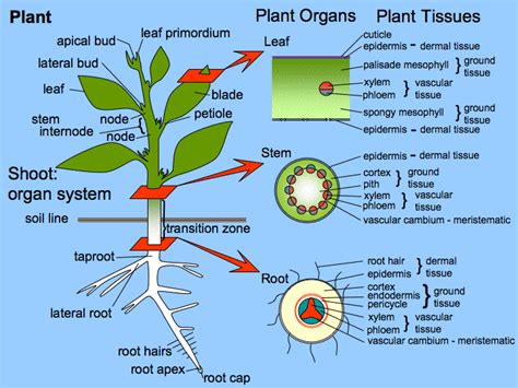 Figure_30_01_02f | Organismal Biology