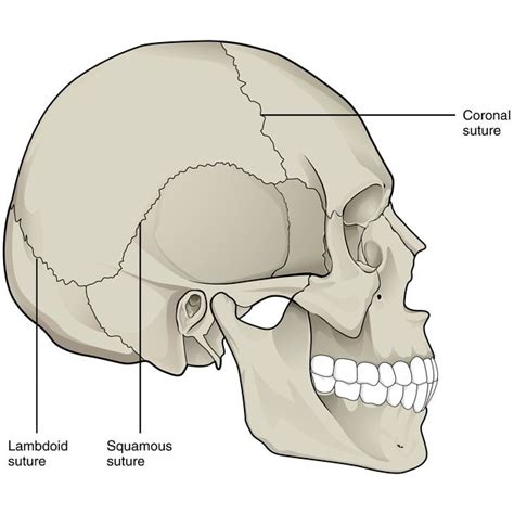 Coronal suture | Radiology Reference Article | Radiopaedia.org | Human ...