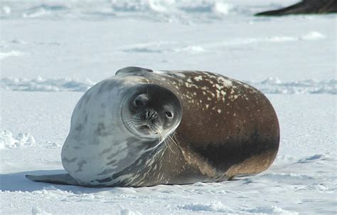 Weddell seals live the furthest south of any mammals. There are over ...