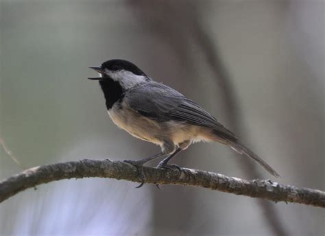 Carolina Chickadee Houston County Texas