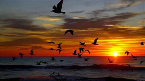 Earth Flock Of Birds Flying Horizon Ocean Sea Seagull Silhouette Sky ...