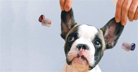 Hearing Aids for Dogs – Does Your Dog Need One? – improvehearingaids.com