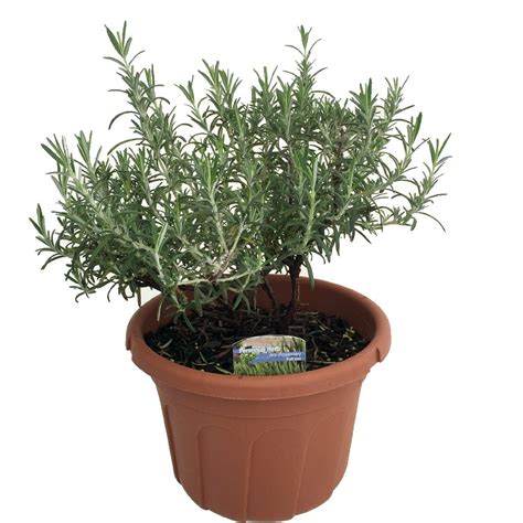 Arp Rosemary Plant - Cold Hardy - 8" Pot - Walmart.com - Walmart.com