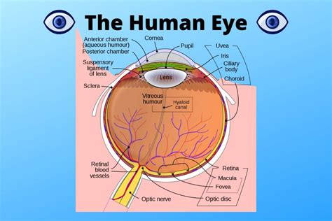 How the Human Eye Works - Step by Step