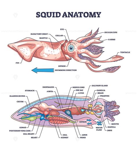 Squid Siphon