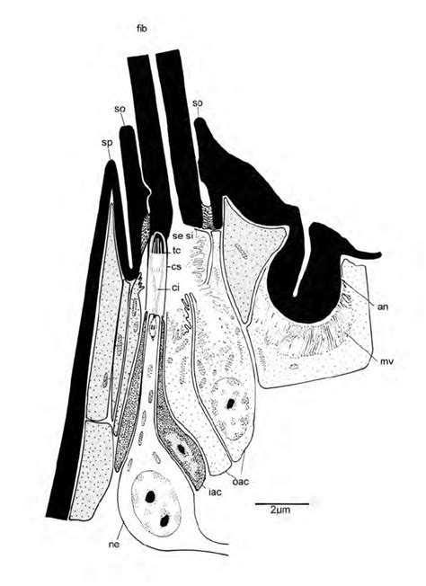 Diagram of the articulation of a fibril and the structure of its ...