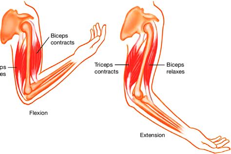 Difference Between Triceps And Biceps